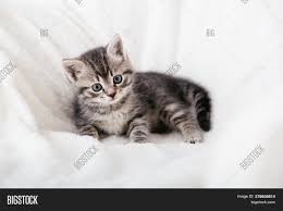 Some breeds produce the pattern naturally while others must be crossed with a tabby cat to achieve the desired pattern. Striped Tabby Kitten Image Photo Free Trial Bigstock