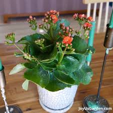 Image result for Kalanchoe blossfeldiana