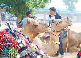 What listeners say about away laughing on a fast camel. Know Your Pushkar Camel Fair 2019