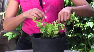 Maybe you would like to learn more about one of these? How To Cut Parsley From A Plant The Chef S Garden Youtube