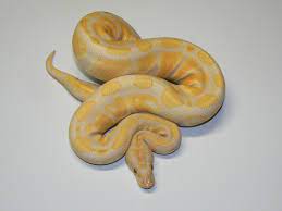 Albino Ball Python Snake Animals Cute Animals