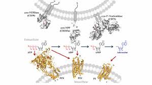 BOOK OF ABSTRACTS BOOK OF ABSTRACTS EFMC-ISMC 2018