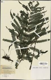 Image result for Pseudocyclosorus