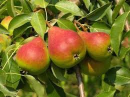 Comment Planter Un Poirier Comment Planter Fruitier Et Jardinage
