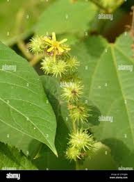 Image result for Triumfetta setulosa