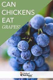 Maybe you would like to learn more about one of these? Can Chickens Eat Grapes Canned Chicken Chickens Chicken Eating