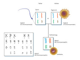 Sexually reproducing organisms are diploid (having two sets of chromosomes, one from each parent). Diploid