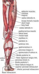 Lower Muscle Anatomy Muscle Anatomy Medical Anatomy Anatomy