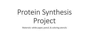 The rate of protein synthesis is higher in prokaryotes than eukaryotes and can reach up to 20 right: Protein Synthesis Project Ppt Download