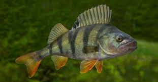Perch Fish - A-Z Animals