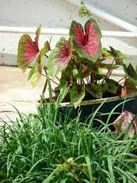 Caladium Heart Of Jesus Angel Wings Description And Care