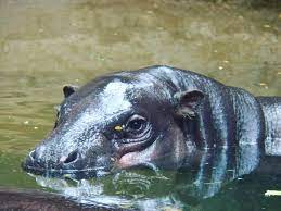 Cute things sponsored content toronto zoo. Visit Adorable Canadian Zoo Animals Online To Do Canada