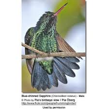 Image result for Cyanotis sp. aff. C. lapidosa