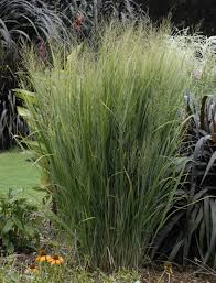 Image result for Panicum monticola