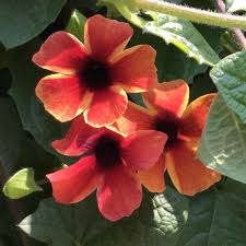 Image result for Thunbergia serpens