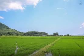 Bikin rindu kampung asri dan indah di jawa barat dengan pemandangan sawah. 8 Resort Tepi Sawah Padi Di Langkawi Kedah Buat Saya Jatuh Cinta