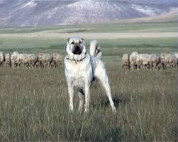 Kangal Kopegi Ve Ozellikleri