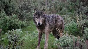 See full list on livescience.com Oregon Counts More Gray Wolves In 2020 But Concerns For Their Safety Abound Opb