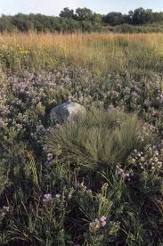 Image result for Scleria foliosa