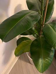 Rubber tree plants grow up to 100 feet tall and originate from southeast asia. Rubber Leaf Plant Is Yellowing Help More Info In Comments Plantclinic