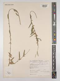 Image result for Ophrestia