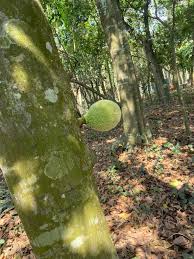 Image result for Treculia