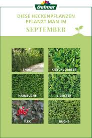 Welche hecken und pflanzen sind von dem verbot betroffen? Diese Heckenpflanzen Pflanzt Man Im September Heckenpflanzen Hecke Pflanzen Garten Pflanzen