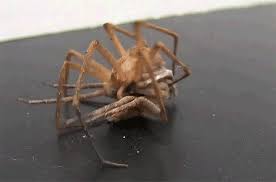 Male black widow spiders aren't looking for mates with great personalities or senses of humor. How Does A Male Black Widow Find A Mate Follow The Other Guys The New York Times