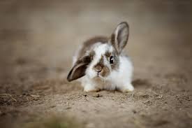 It's normal to bring friends and family a colorful easter egg with easter bunny with eggs. Funny Rabbit Pictures 15 Bunnies That Will Crack You Up Pet Keen