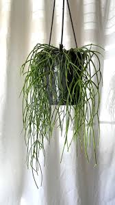 Image result for Rhipsalis baccifera