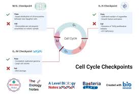 Check spelling or type a new query. Cell Cycle Definition Phases Regulation And Checkpoints