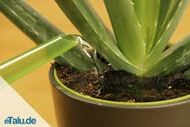 Ich habe eine aloe vera pflanze online bestellt und sie ist eben angekommen. Aloe Vera Pflanze Alles Uber Die Pflege Talu De