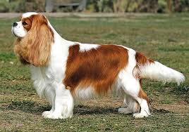 The cavalier king charles spaniel wears his connection to british history in his breed's name. Cavalier King Charles Spaniel Breeds
