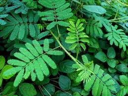 Image result for Mimosa diplotricha