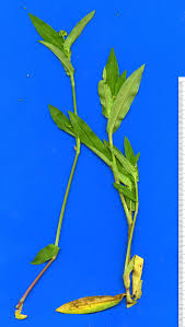 Image result for Aneilema