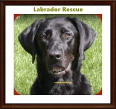 This state in the western part of the usa, named after the colorado river, has denver as its capital and most populated city. Silver Lab Rescue And Labrador Retriever Adoption In 2021