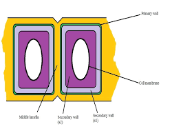 This review puts scw biosynthesis in a cellular context, with the aim of integrating molecular biology and biochemistry with plant cell biology. What Are The Differences Between A Plant Cell And An Animal Cell Animal Cell Plant And Animal Cells Cell
