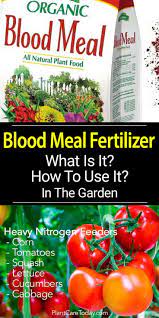 Pin On Best Of Plantcaretoday