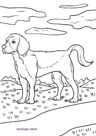 Beagle dog coloring page 13. Tolle Malvorlage Beagle Hunde Kostenlose Ausmalbilder