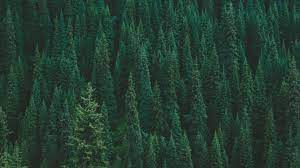 See more ideas about green, shades of green, green aesthetic. Dark Green Forest Wallpapers Top Free Dark Green Forest Backgrounds Wallpaperaccess