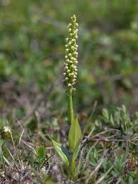 Image result for Dyschoriste albiflora