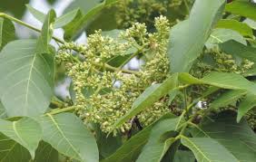 Image result for Meliaceae