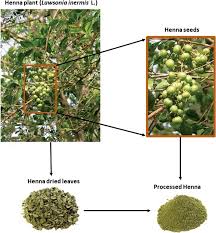 Image result for Lawsonia