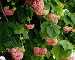 Image result for Dombeya lastii