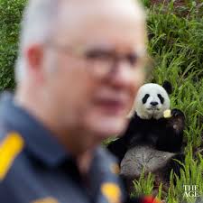 Anthony Albanese has toured China's biggest panda centre. The Chengdu  Research Base of Giant Panda Breeding holds about 250 of the 700 pandas in  captivity. Four pandas are
