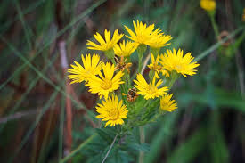 Image result for Scleria delicatula