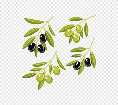 Mix together for about 30 seconds to allow the lemon zest to break down and release the oils. Olive Oil Graphics Olive Leaf Olive Branch Coloring Page Food Leaf Png Pngegg