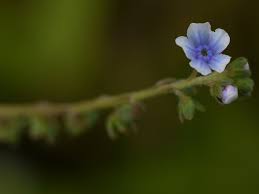 Image result for Cynoglossum lanceolatum