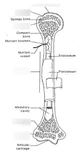 Start studying long bone labeling. Skeletal System Long Bone Features Diagram Quizlet