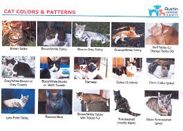Guide To Cats Pets To Go